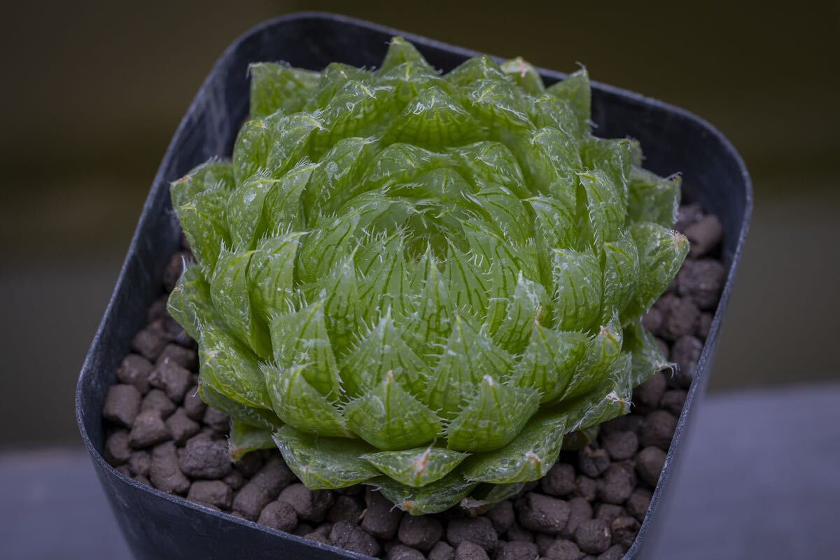 ハオルチア 特美グリーン エメラルドLED Haworthia 'Emerald LED' 多肉植物の画像2