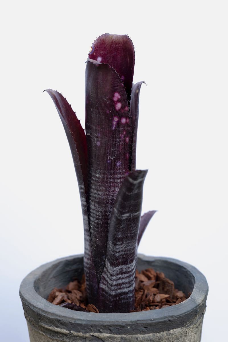 ビルベルギア ダースベイダー Billbergia Darth Vader (B.La Noche x B.Domingos Martins) Lisa Vinzant hyb. ブロメリア 中型種_画像1