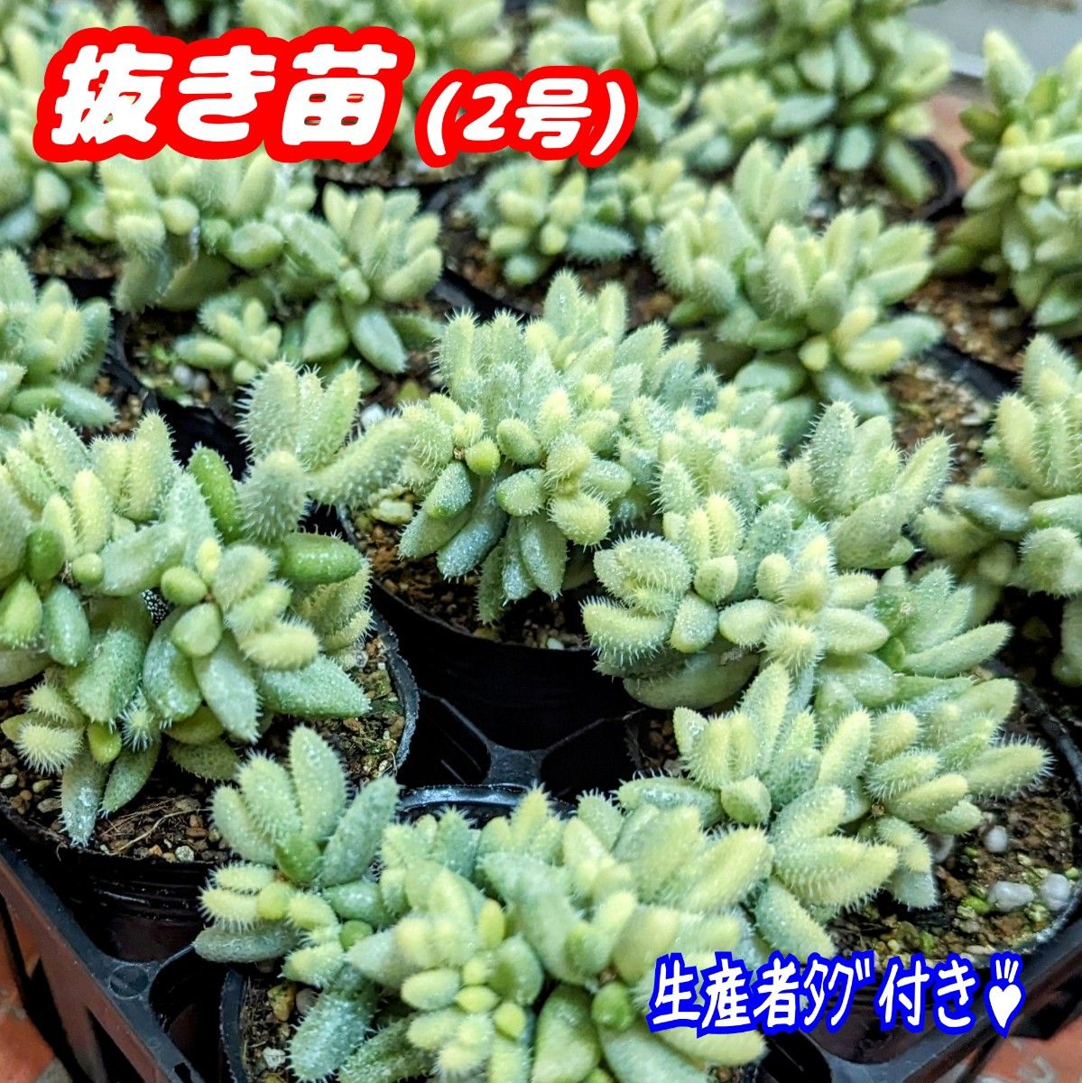 レア 【抜き苗】雷童錦 ライドウ錦 デロスペルマ 2号 多肉植物 レア 【抜き苗】雷童錦 ライドウ錦 デロスペルマ 2号 多肉植物