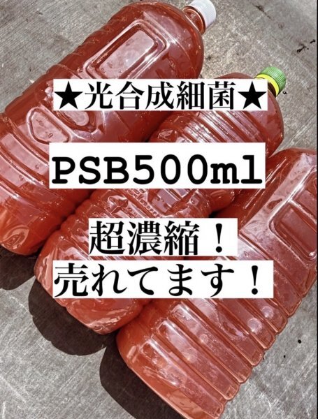 PSB 売れてます！！超濃縮PSB 500ml 光合成細菌 ヒメダカ ミジンコ ゾウリムシ 金魚 餌 らんちゅう PSB ミナミヌマエビ ヤマトヌマエビ_画像1