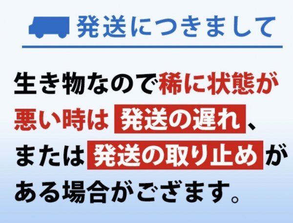 【送料無料】 即日発送 ゾウリムシ 300ml メダカの餌 針子 稚魚 餌 生き餌 エサ ぞうりむし ミジンコ みじんこ クロレラ めだかの画像9