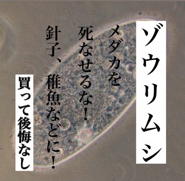 ゾウリムシ 100ml ◇即日発送◇メダカを死なせるな！針子や稚魚に！ミジンコ クロレラ メダカの餌 めだか ヒメダカ エビの画像1