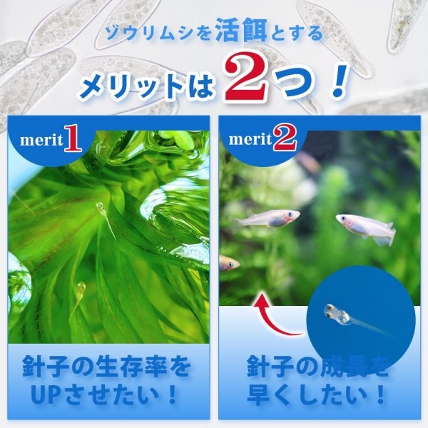 【送料無料】 即日発送 ゾウリムシ 300ml メダカの餌 針子 稚魚 餌 生き餌 エサ ぞうりむし ミジンコ みじんこ クロレラ めだかの画像3