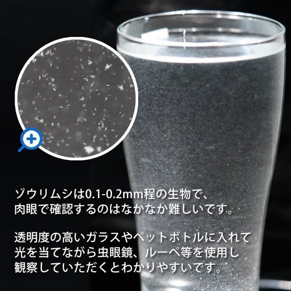 【送料無料】 即日発送 ゾウリムシ 900ml メダカの餌 針子 稚魚 餌 生き餌 エサ ぞうりむし ミジンコ みじんこ クロレラ めだかの画像5