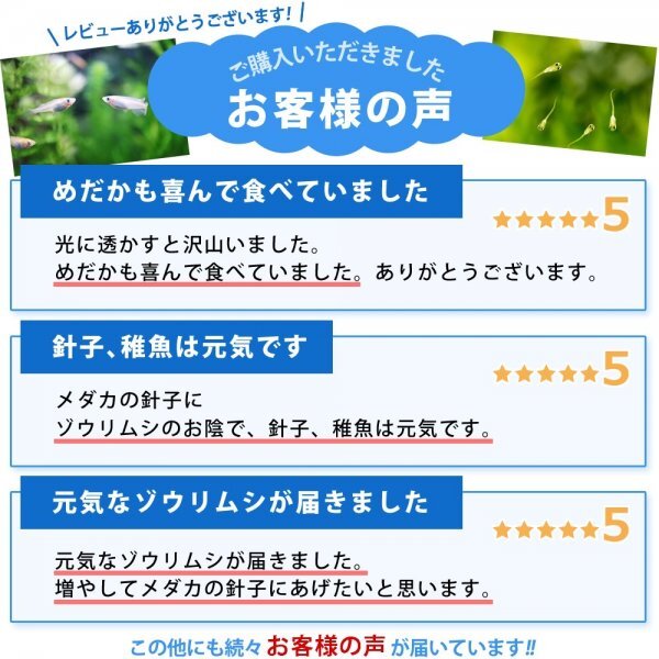 【送料無料】 即日発送 ゾウリムシ 900ml メダカの餌 針子 稚魚 餌 生き餌 エサ ぞうりむし ミジンコ みじんこ クロレラ めだかの画像6