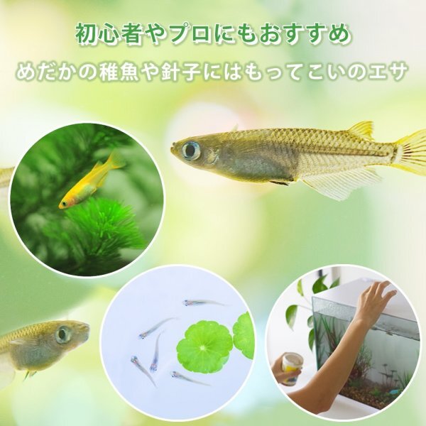 【送料無料】 即日発送 ゾウリムシ 500ml メダカの餌 針子 稚魚 餌 生き餌 エサ ぞうりむし ミジンコ みじんこ クロレラ めだかの画像7