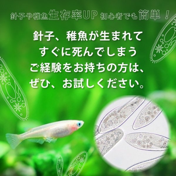 【送料無料】 即日発送 ゾウリムシ 100ml メダカの餌 針子 稚魚 餌 生き餌 エサ ぞうりむし ミジンコ みじんこ クロレラ めだかの画像2