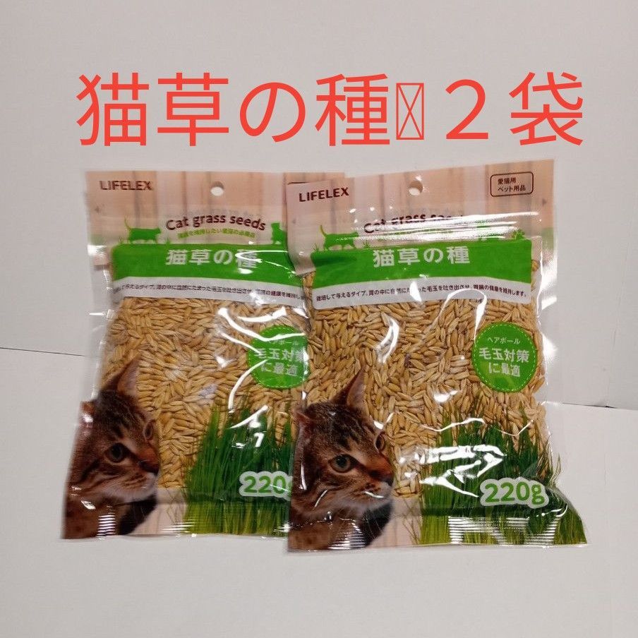 猫草の種×２　まとめ買いがお得　エン麦　 消費期限2025年11月  犬猫の草の種
