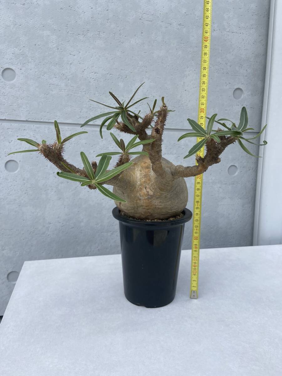 [ free shipping ]pakipotiumgla drill s departure root settled * good type * * inspection ). root plant succulent plant ko- Dex pakipsSRL VALIEM invisible ink