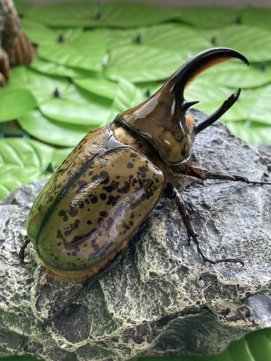 【激レア産地】 ヒルスシロカブト♂83.6♀61.5 大型♂特大♀新成虫♪ メキシコ ゲレーロ州チルパンシンゴ近郊_画像3