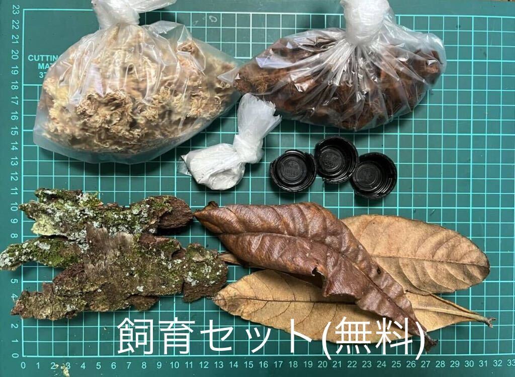  guest roi(. body 30 pcs +α) Dan rubber si[ for searching ]wa radio-controller m wrinkle la Dan insect hope person . breeding set attaching. ( free ) prompt decision .+3 pcs 