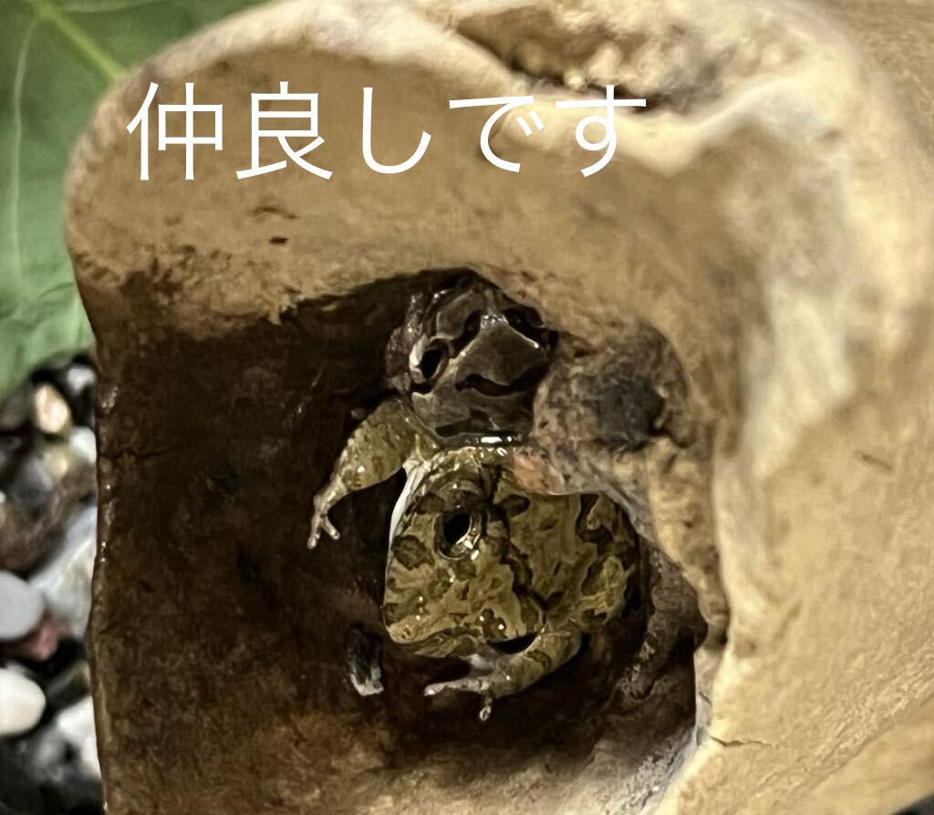 アマガエル2匹＋ヌマガエル3匹(合計5匹) 検索用【カエル　オタマジャクシ　カタツムリ　ヘビ　昆虫】　_画像6