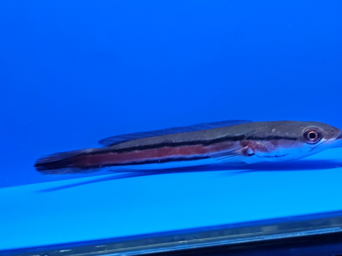 エンペラースネークヘッド約12cm　オトヒメ飼育してます。成長が早く面白い個体です。 熱帯魚_画像2