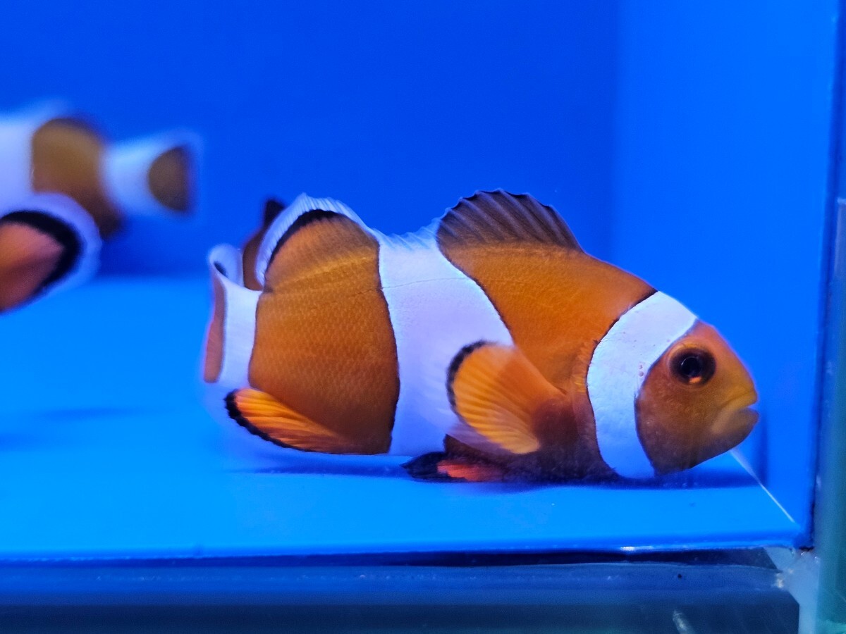 天然カクレクマノミ約3cm～4cm 8匹セット！かなり愛らしい可愛い海水魚 珊瑚やイソギンチャクとの相性バツグン！数に限りがあります。の画像3