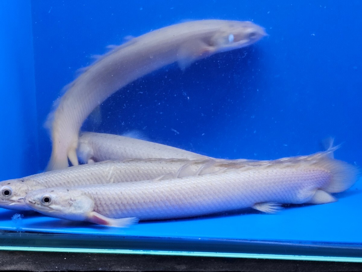 ②ポリプテルスセネガルス約15cm　三匹セット　この出品で完売します。古代魚　オトヒメをかなり食べます_画像4