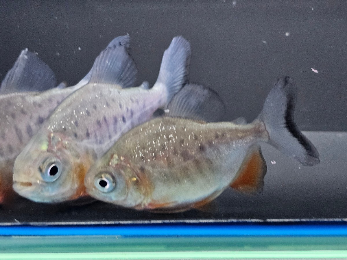 レッドコロソマ(レッドパグ)約6cm　５匹セット大型魚　インドネシアブリード　オトヒメ飼育してます　かなり食べます_画像1