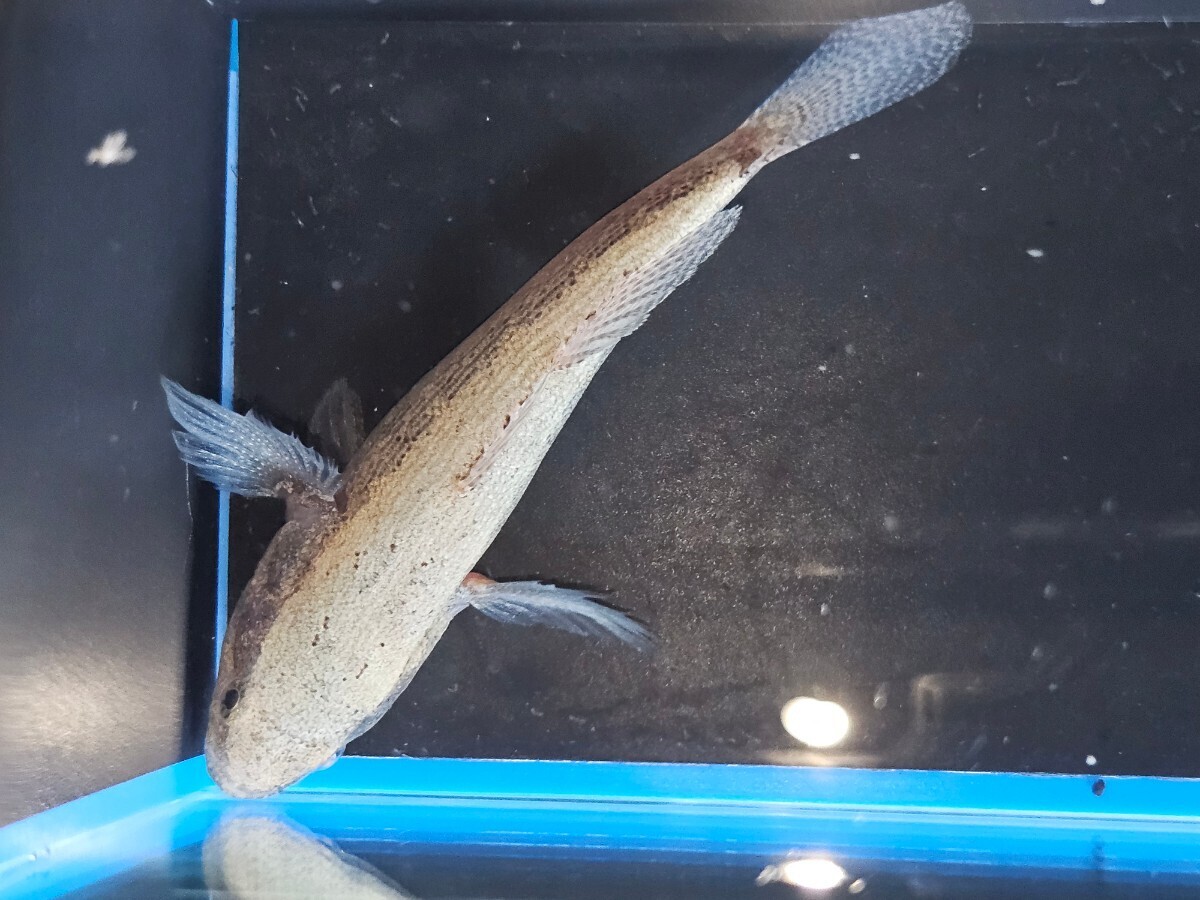 スパテッドスリパーゴビ 約10cm～12cm なかなか可愛い魚です。癒されてみませんか？の画像2