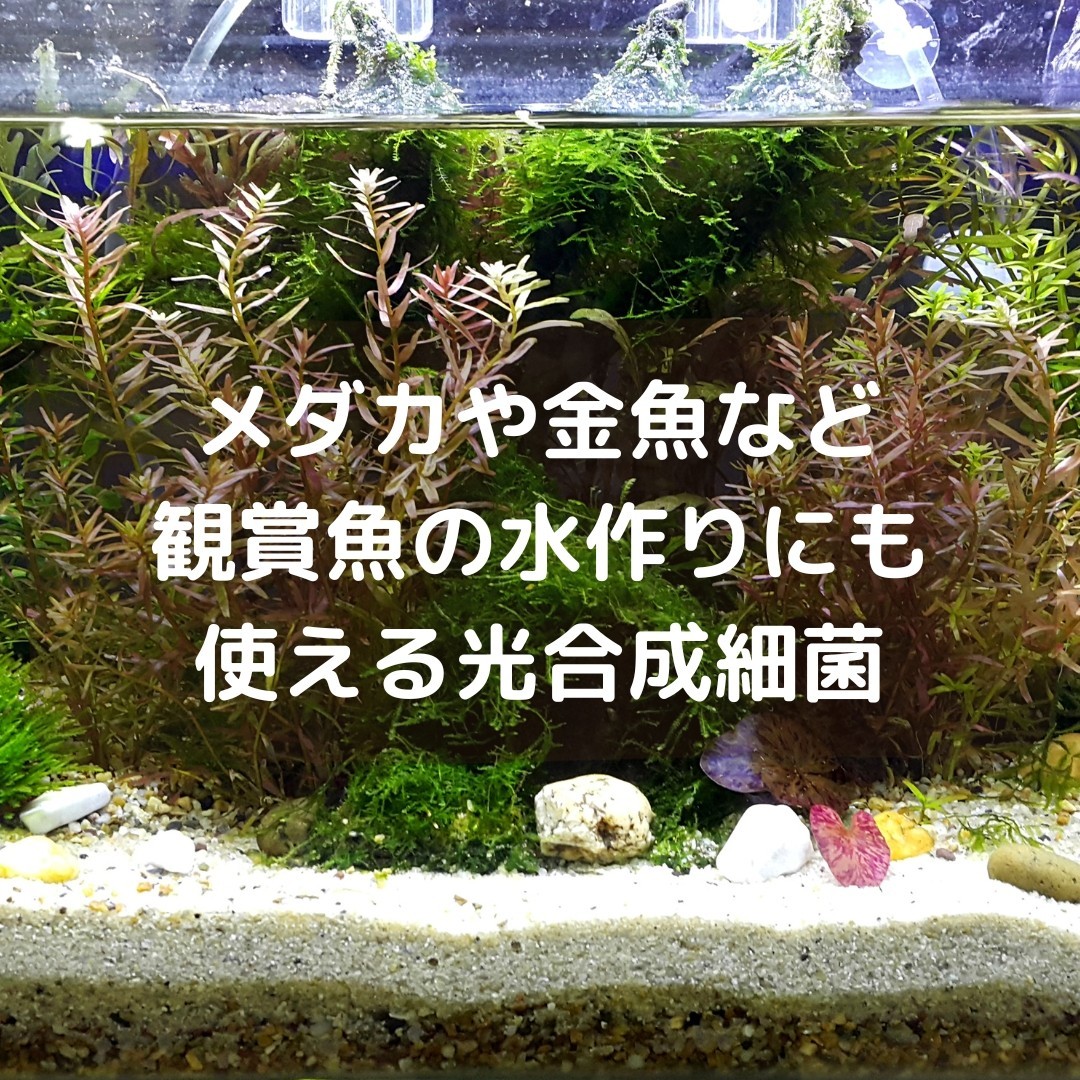 秀玄 光合成細菌 PSB 活性液 20L【全国一律送料1,000円】の画像7