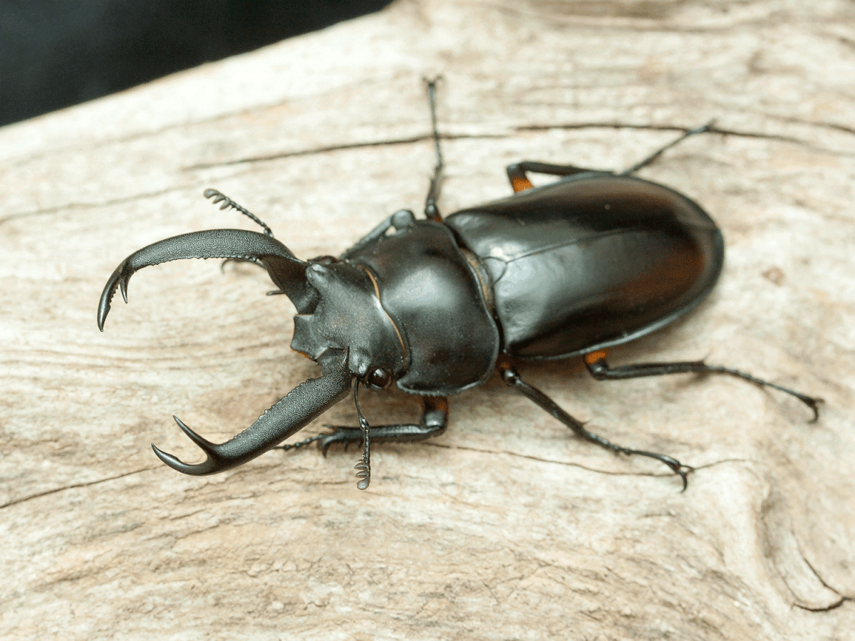 ディディエールシカ ♂53.5mm ♀35.5ｍｍ 後食済み ディディエールシカクワガタの画像1