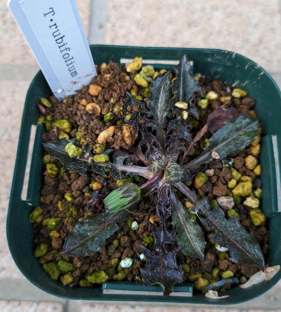 山野草 タンポポ 銅葉タンポポ  Taraxacum rubifoliumの画像3