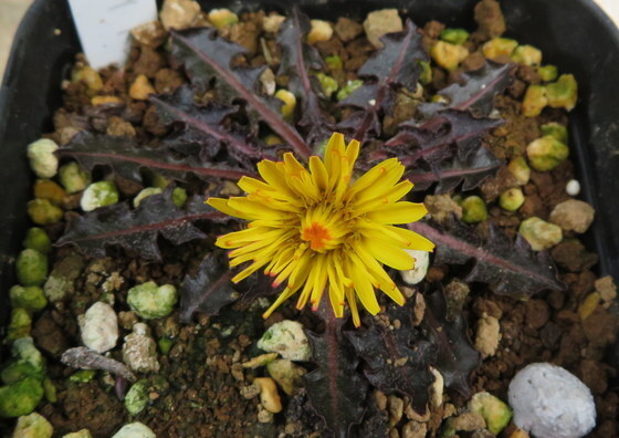 山野草 タンポポ 銅葉タンポポ  Taraxacum rubifoliumの画像1