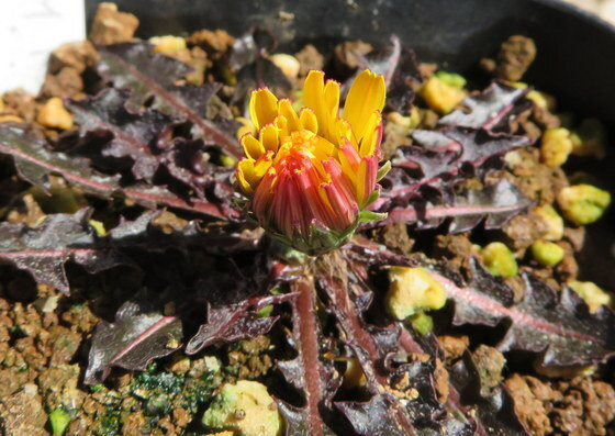 山野草 タンポポ 銅葉タンポポ  Taraxacum rubifoliumの画像2