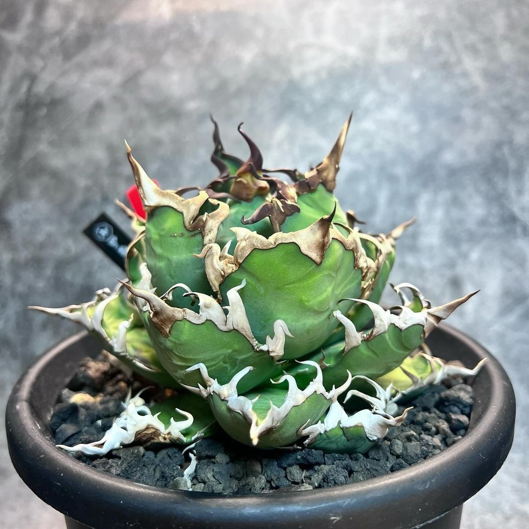 2特選 アガベ 多肉植物 チタノタ 凱撒'SUPER CAESAR' シーザー 2特選 アガベ 多肉植物 チタノタ 凱撒'SUPER CAESAR' シーザー