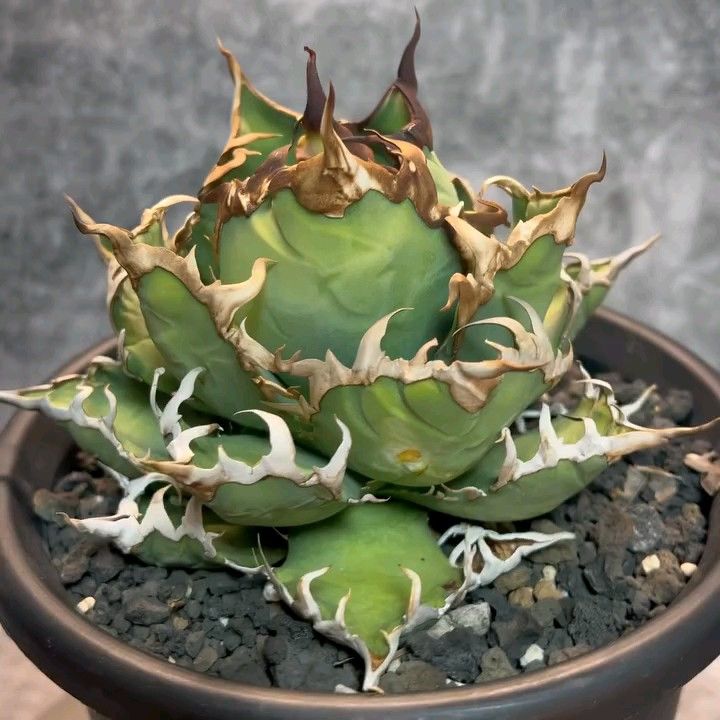 2特選 アガベ 多肉植物 チタノタ 凱撒'SUPER CAESAR' シーザー 2特選 アガベ 多肉植物 チタノタ 凱撒'SUPER CAESAR' シーザー