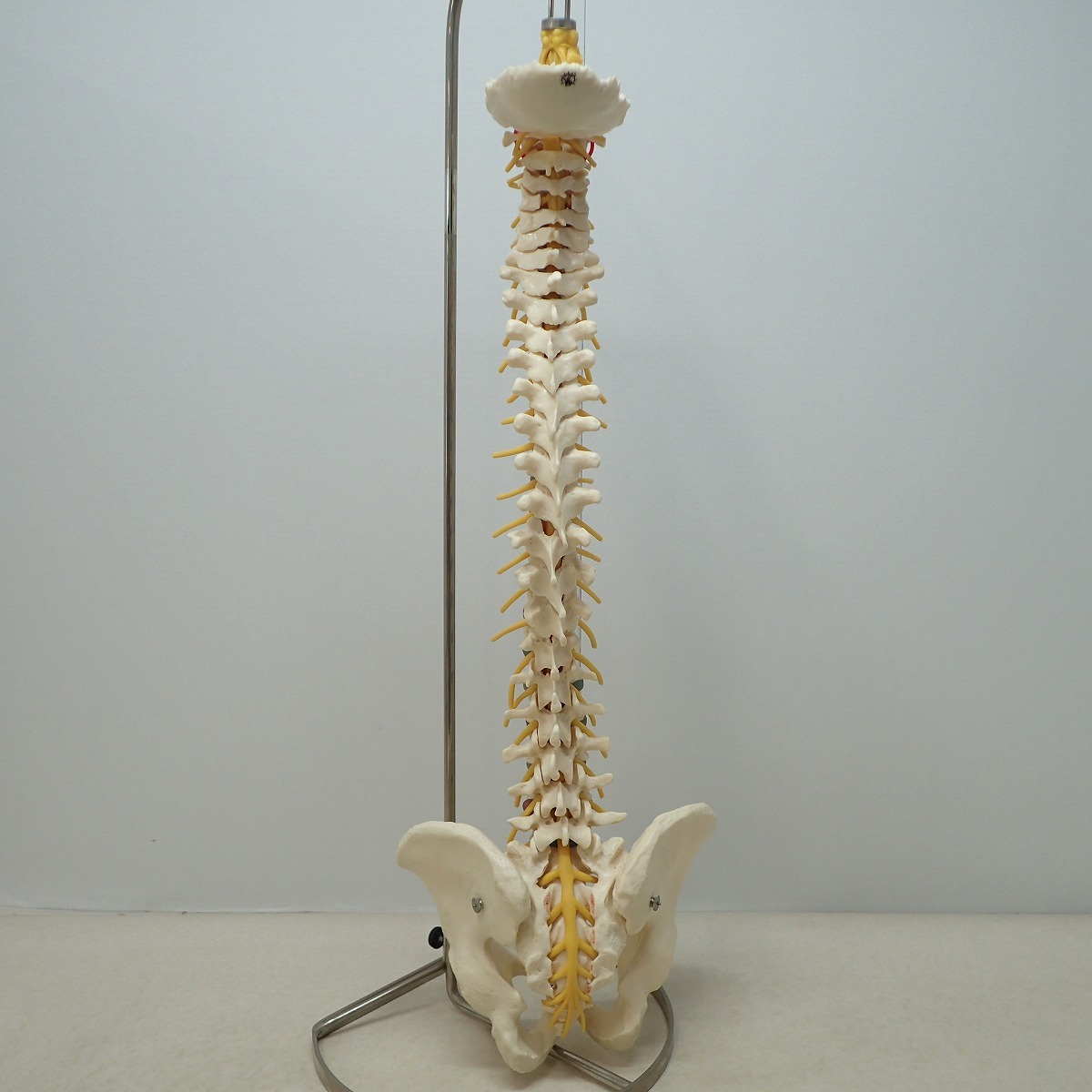∀全健会 骨格模型 小太郎君+日本カイロプラクティック連合会 腰椎変性の3段階 椎骨モデル まとめて2点set 脊柱模型 整体【FF；G0AB1002の画像4