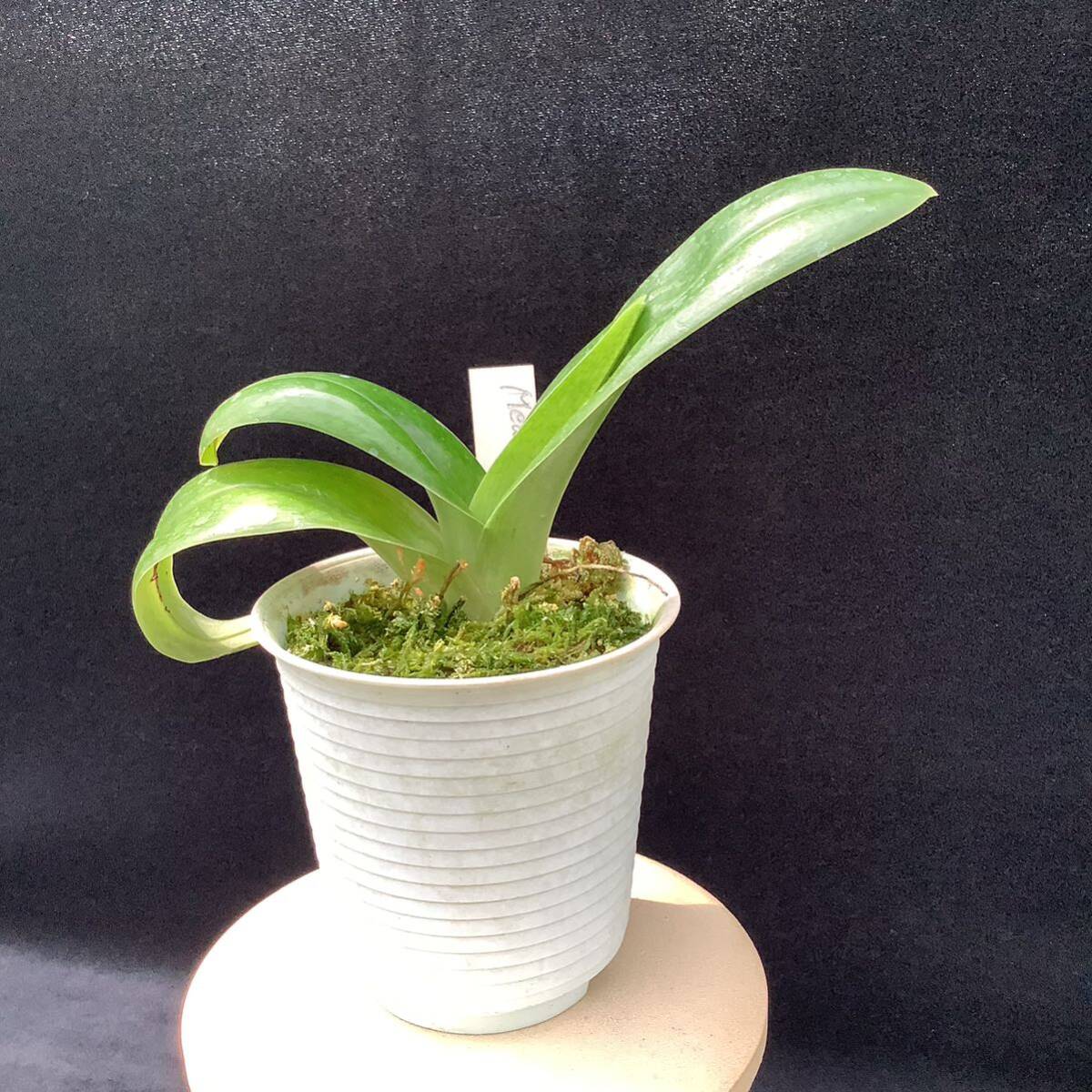 洋蘭　パフィオ　Paph Paphiopedilum Meadowsweet ‘Purity’AM/RHS_画像2