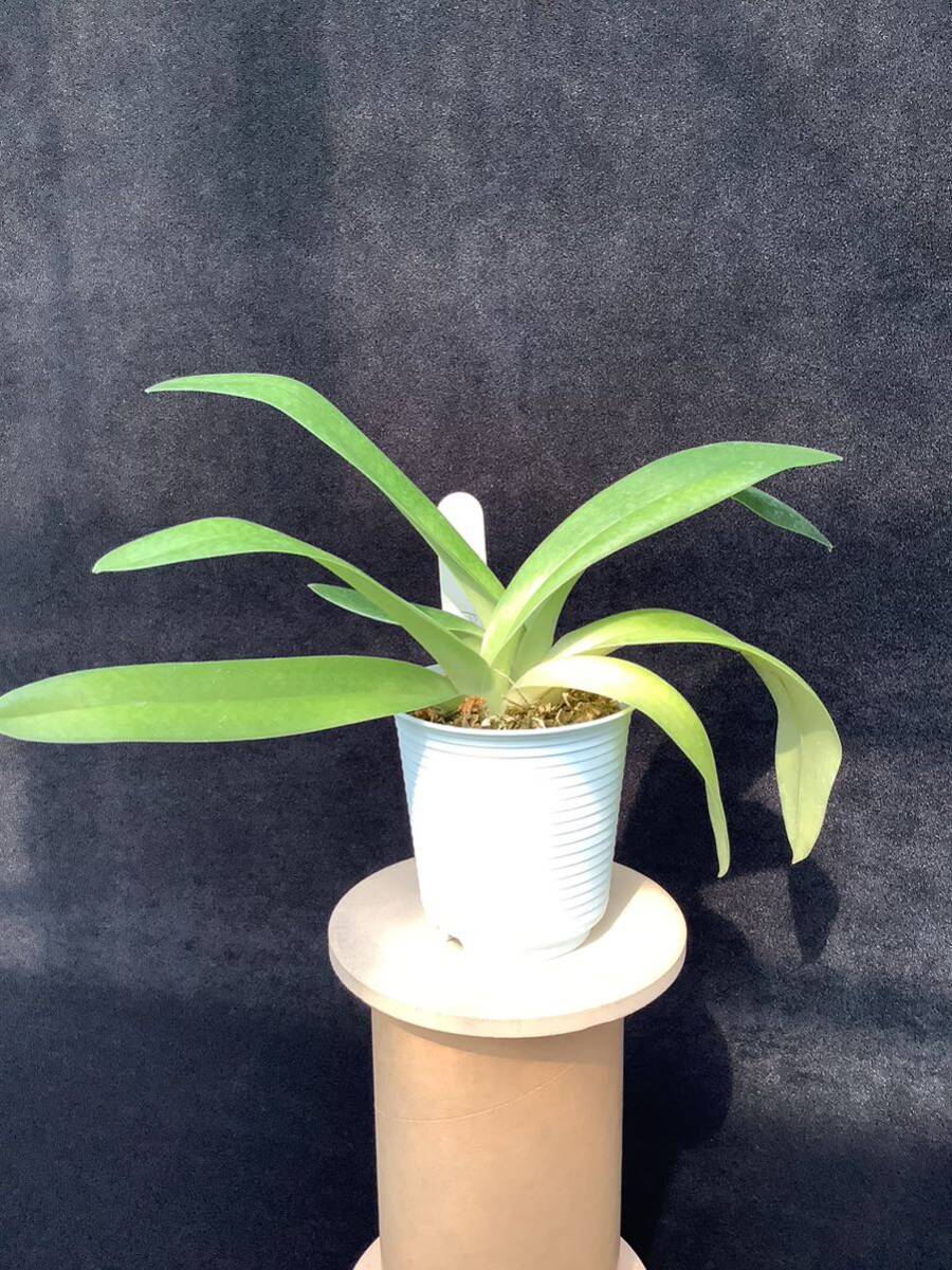 洋蘭　パフィオ　Paph Paphiopedilum F、C、Puddle FCC/RHS_画像2