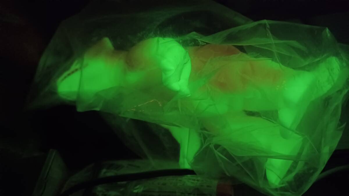 M1号 ソフビ「ピーター カスタム オーダー カラー」蓄光タイプ 袋入り 未開封品 新品 ベアモデル ブルマァク マーミット 世紀の大怪獣 天国の画像5