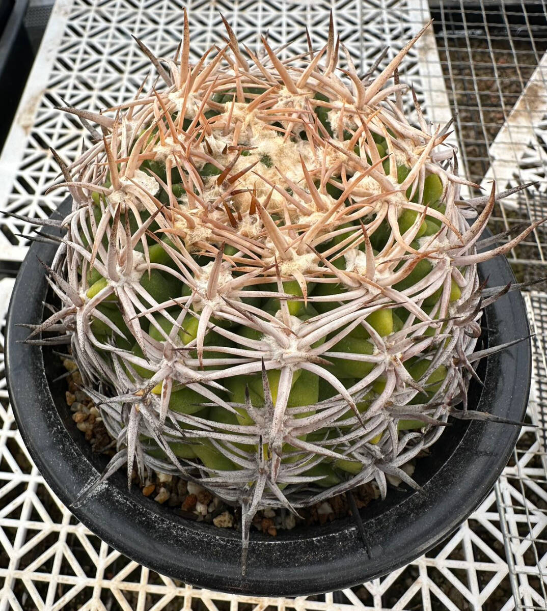 サボテン 多肉植物 ギムノカリキウム ★★特選実生太刺 フェロシオール★★の画像2