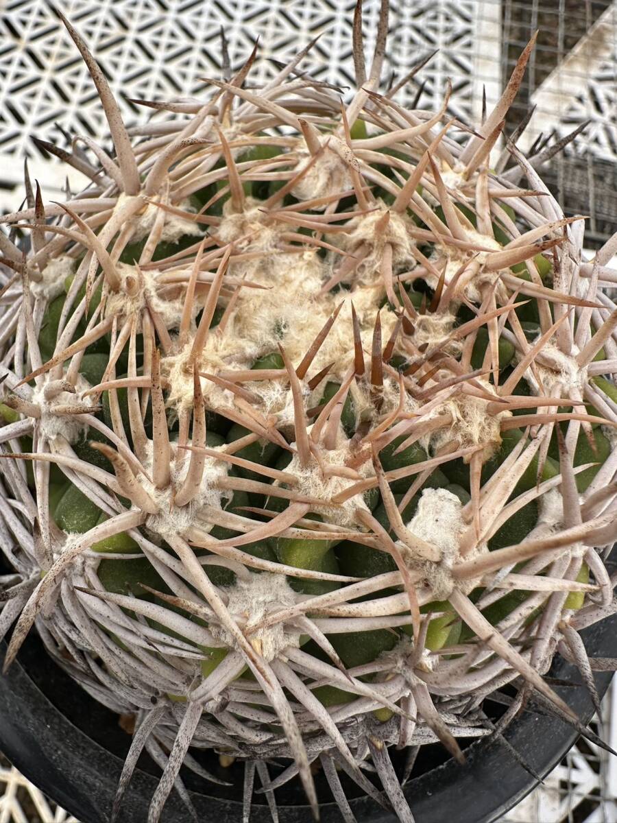 サボテン 多肉植物 ギムノカリキウム ★★特選実生太刺 フェロシオール★★の画像7