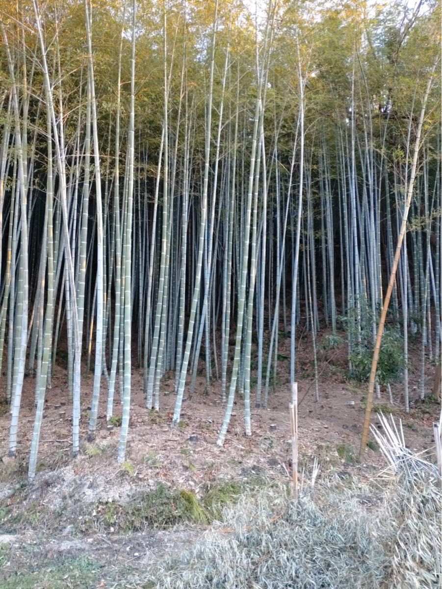 竹ペグ【平】12本　ペグ　スノーペグ　テント　登山　キャンプ　雪山登山　雪中キャンプ