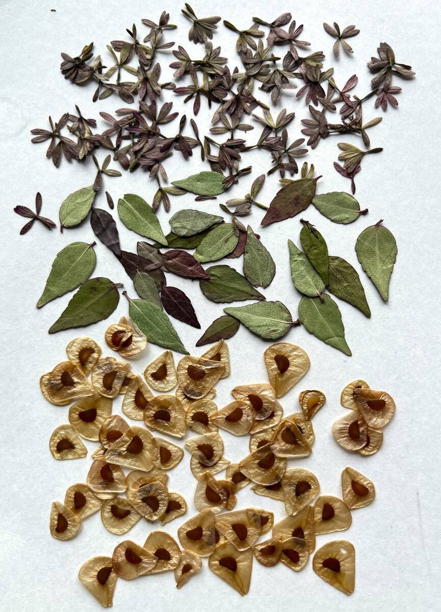 H-140 pressed flower abelia × grandiflora. leaf amount *baimo lily kind 