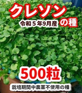 クレソンの種【500粒】栽培期間中農薬不使用の種_画像1