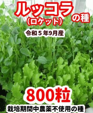 ルッコラ（ロケット）の種【800粒】栽培期間中農薬不使用の種_画像1