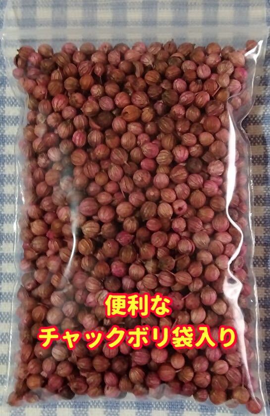 パクチーの種　大粒タイプ【22g/2000粒】★農家さんリピート商品_画像9