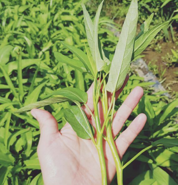 タイバジル＆空芯菜の種2種類セット【栽培期間中農薬不使用の種】の画像7
