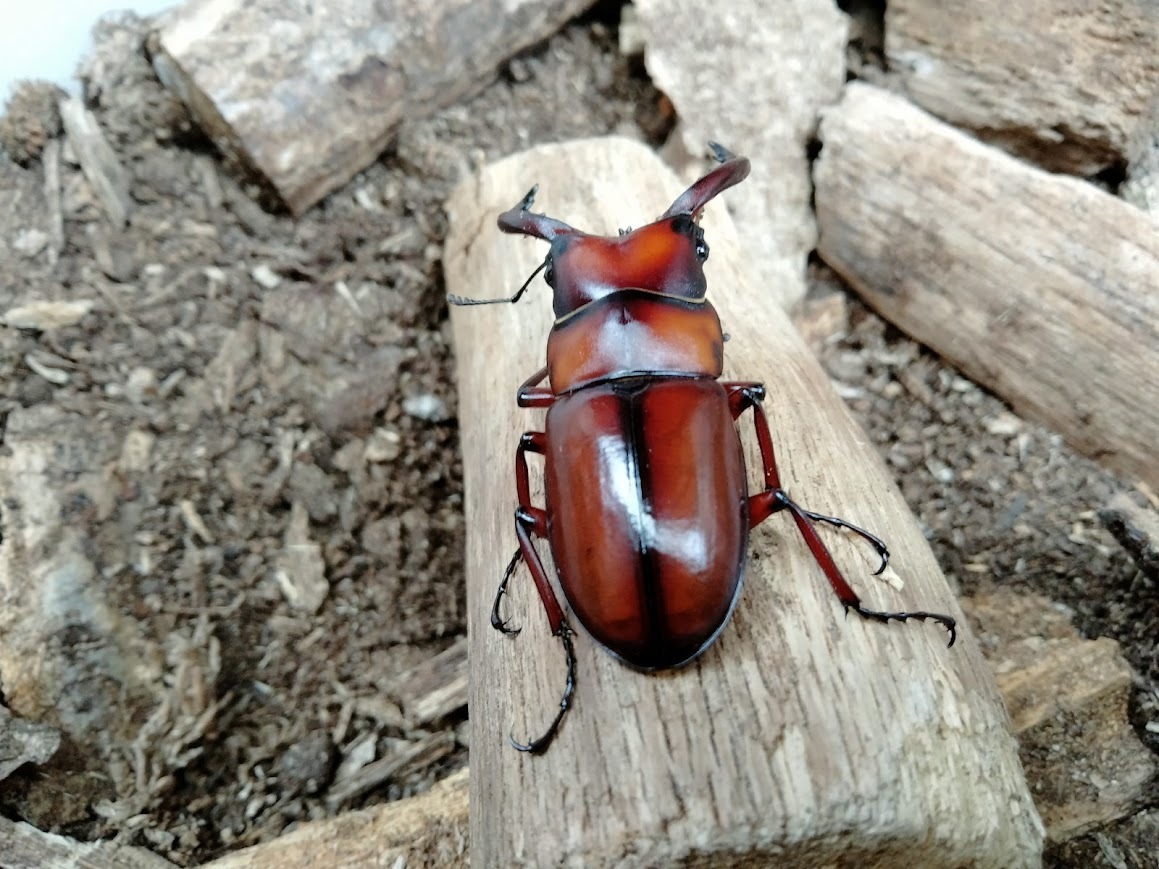  臥蛇島産 トカラノコギリ ちびオス２頭 の画像4