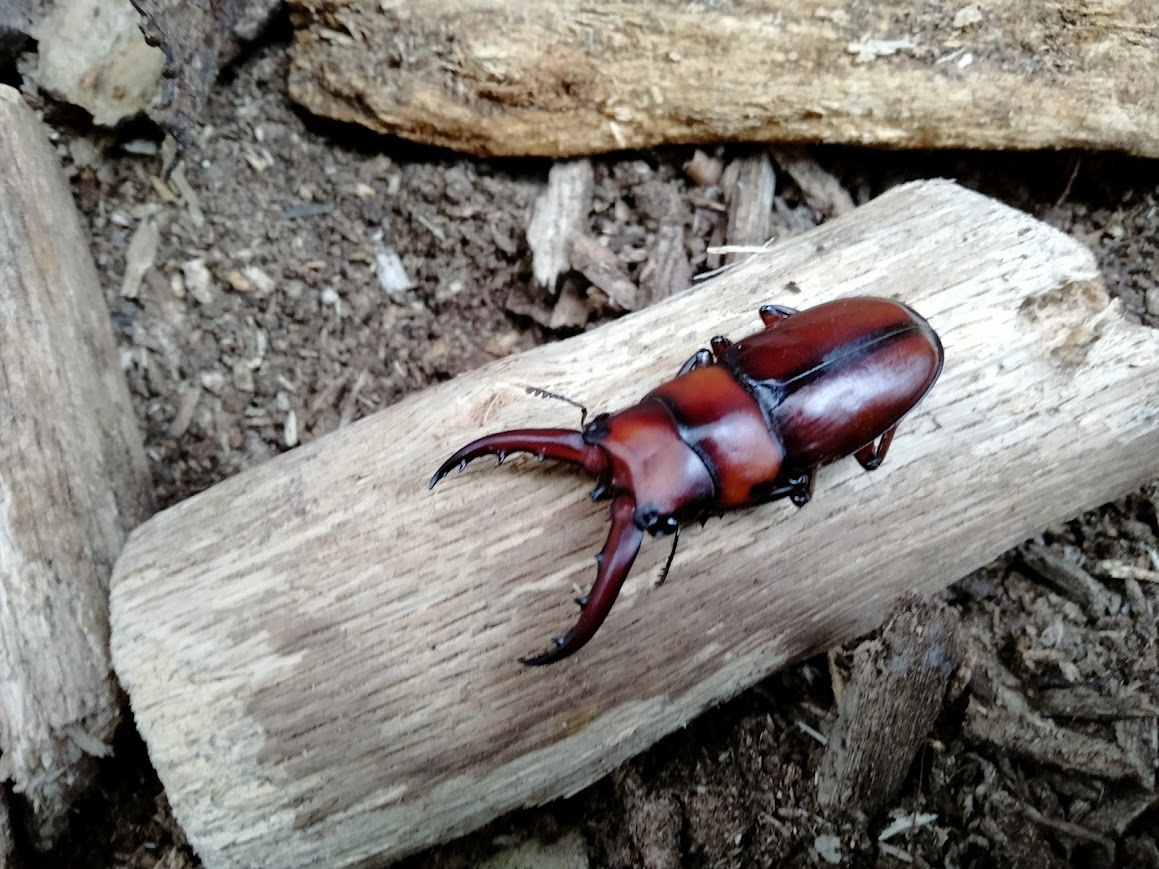  臥蛇島産 トカラノコギリ ちびオス２頭 の画像6