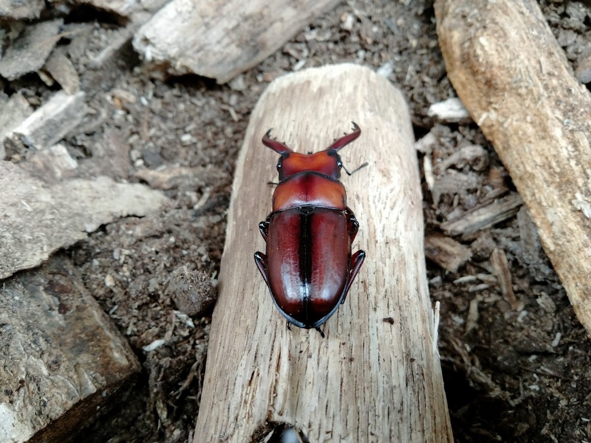  臥蛇島産 トカラノコギリ ちびオス２頭 の画像8