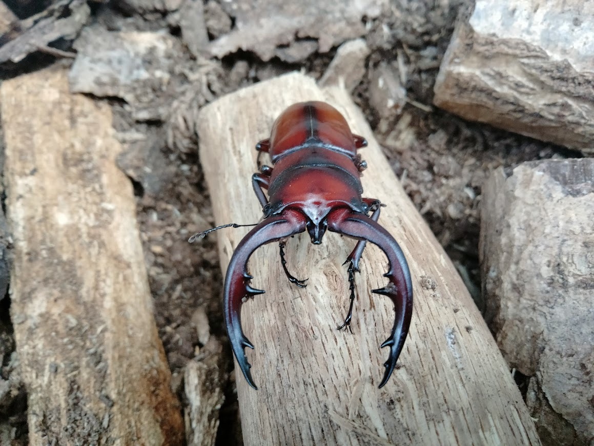  中之島産 トカラノコギリ オス単品 ２の画像1