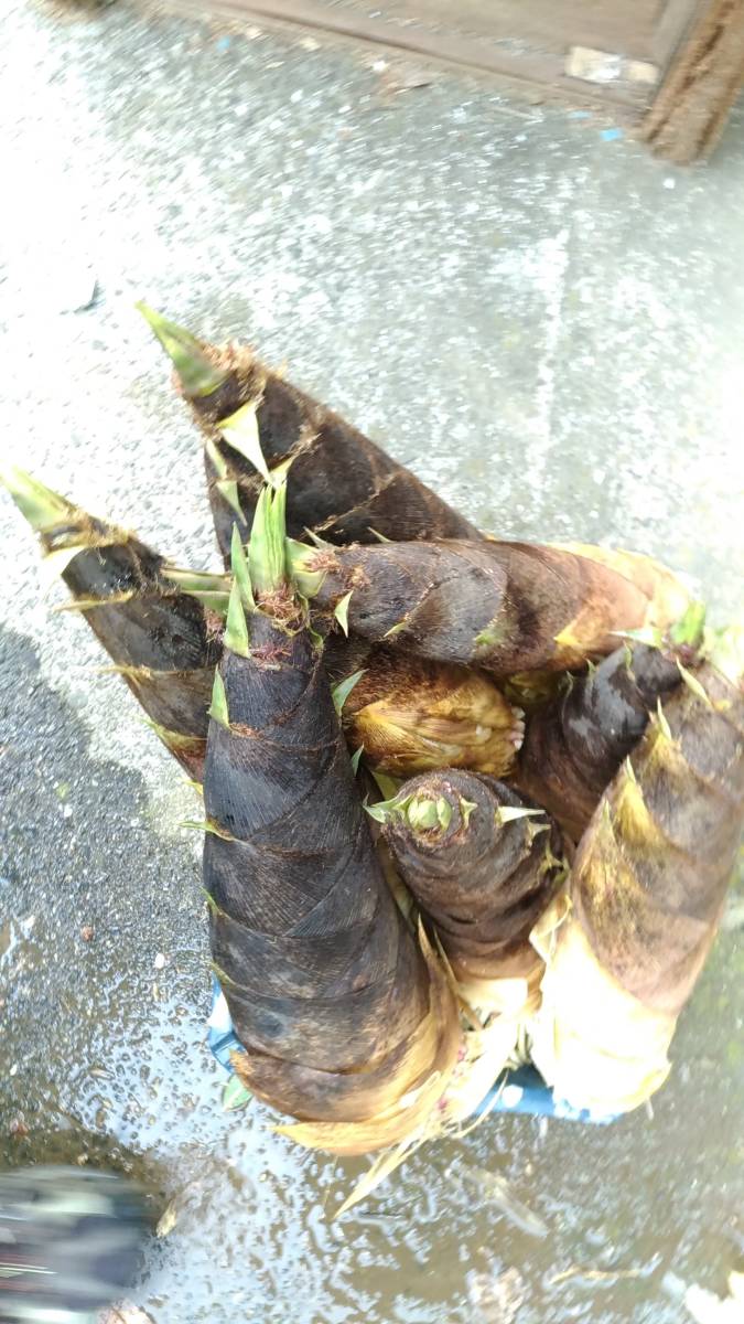 即決　無農薬　朝取りタケノコ　たけのこ　筍　4kg　自家竹林 収穫直後に発送 茨城から_画像6