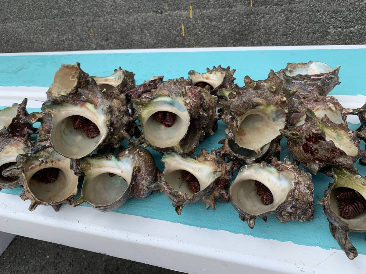 【漁師直送】石鯛エサ活きオニヤドカリ35個(中、小サイズ)冷凍発送可_画像5