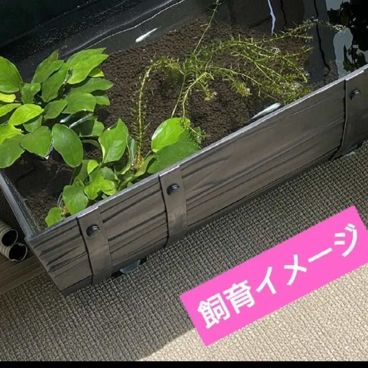 ワイン樽型メダカ飼育プランター ブラック