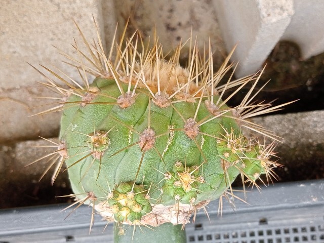 ７　コピアポア　ギガンテア/ サボテン　多肉植物_画像2