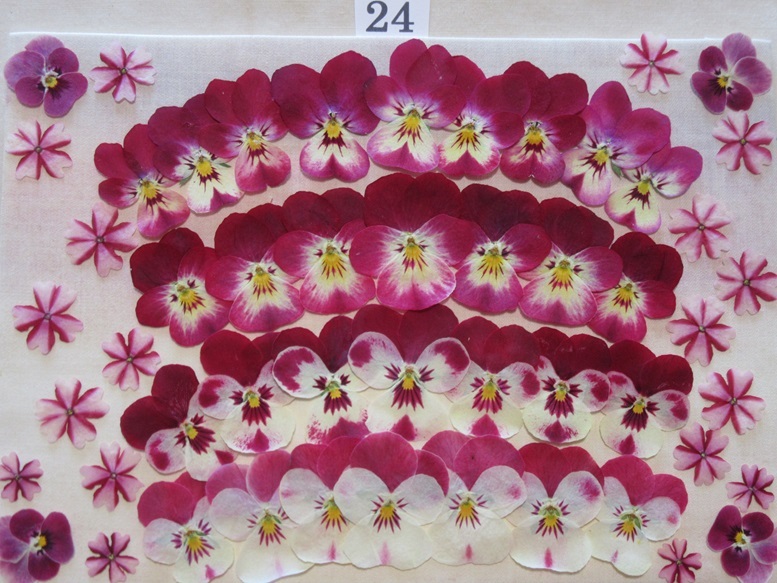 送料無料 押し花素材  パンジー&ビオラ  №24 キャンディーケーンの画像1