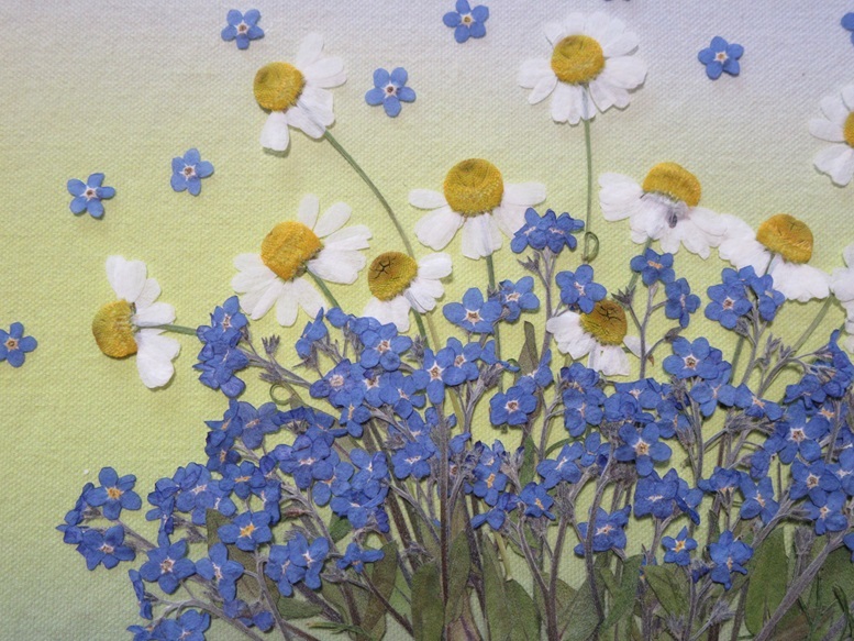  free shipping pressed flower material camomile . myosotis 